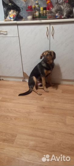 Собаки бесплатно