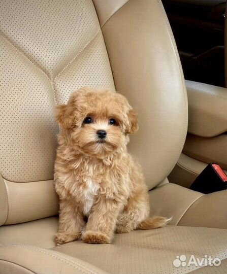 Мальтипу f1 mini мальчик