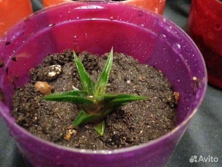 Растения для флорариума