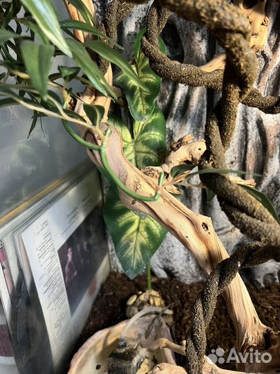 Флорариум хабитат террариум для хамелеона