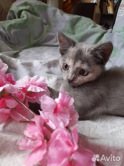 Черепаховый меланж котенок