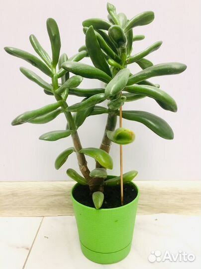 Крассула хоббит