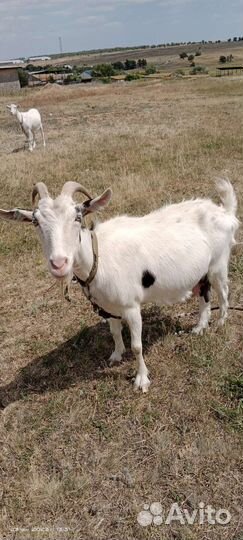 Коза дойная