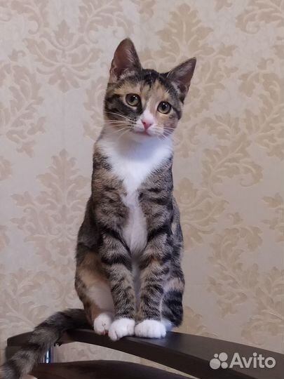 Трехцетная кошечка подросток