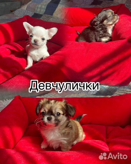 Щенки чихуахуа