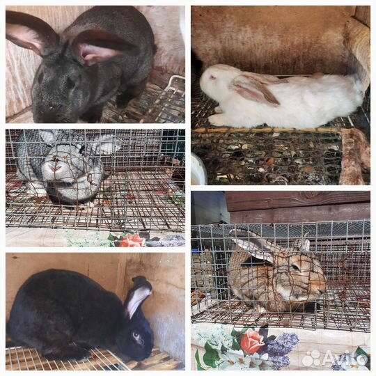 Кролики мясных пород