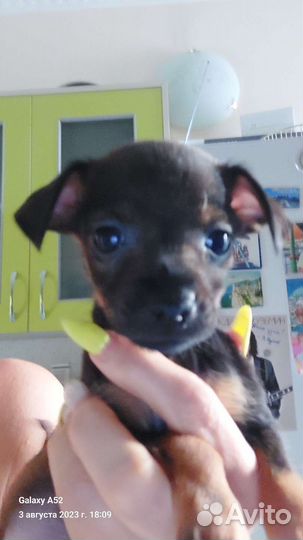 Мальчики тойчики