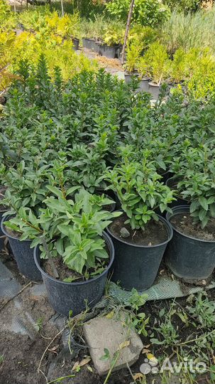 Саженцы бирючины колоновидной