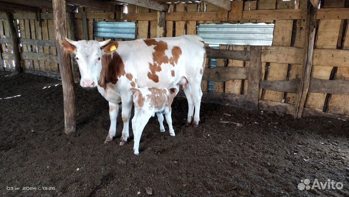 Корова дойная с теленком