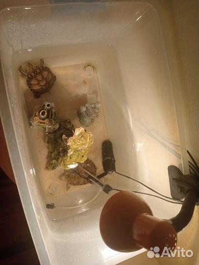 Отдам черепах 2шт