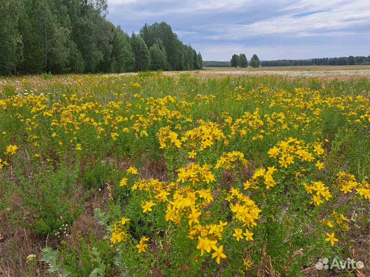 Масло зверобоя (мацерат) 100 мл