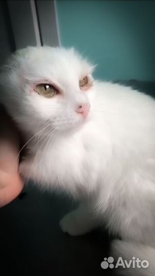 Кошечка в добрые руки