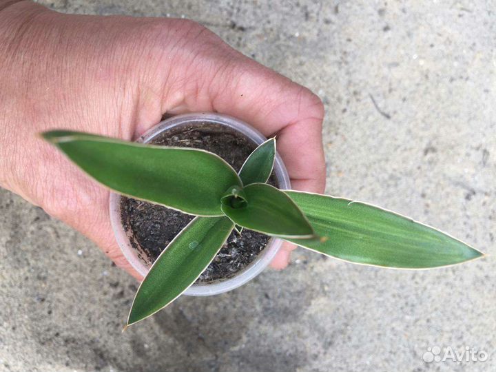 Сансевиерии 3 - Муншайн, Самурай