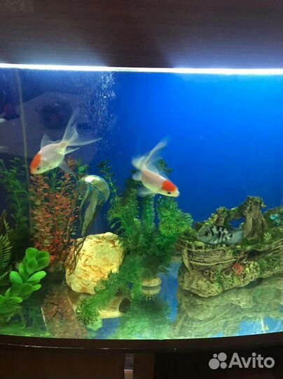 Продам аквариум