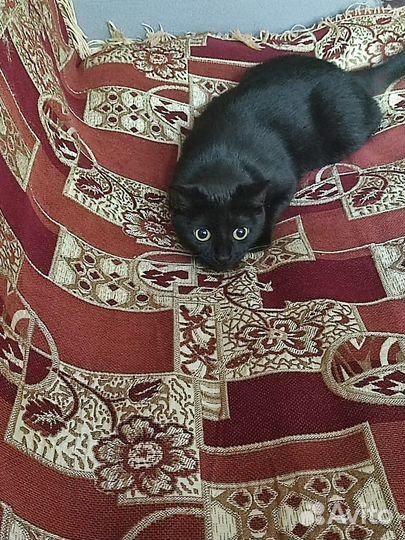 Кошка в дар