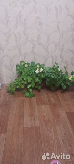 Душистая лечебная герань