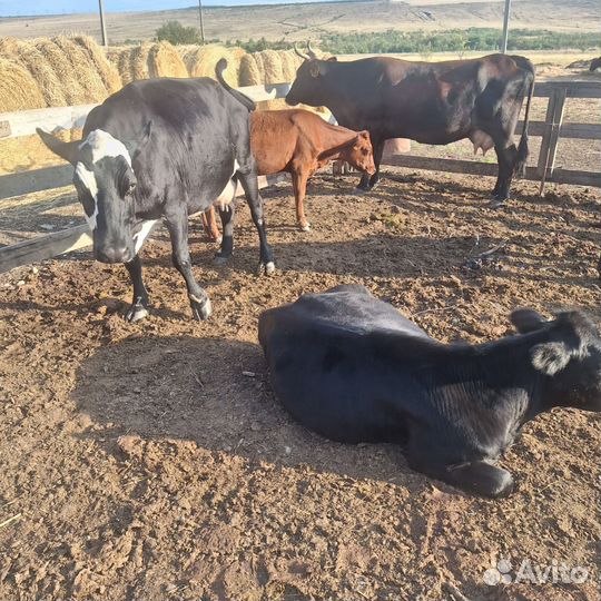 Коровы дойные молочные