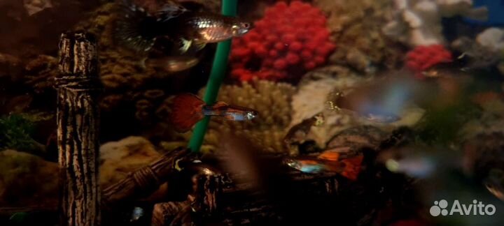 Рыбки гуппи