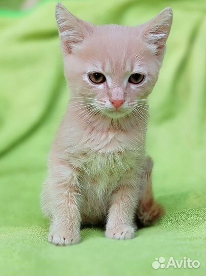 Персиковый котик в дар