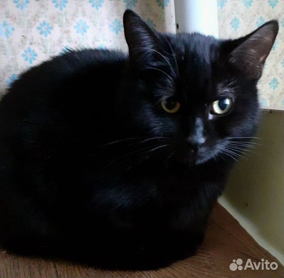 Зойка ищет дом