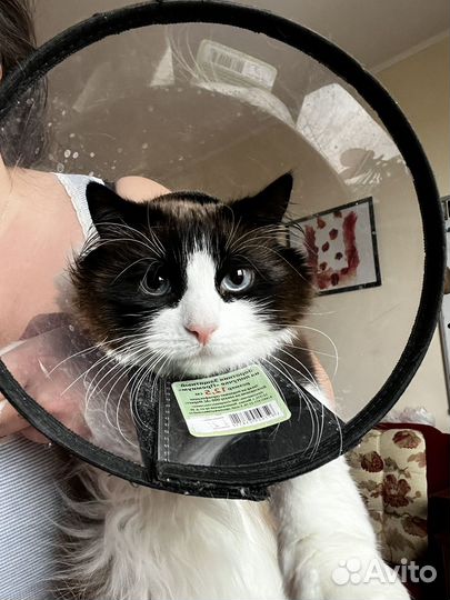 Защитный воротник для кошек 12.5 см б/у