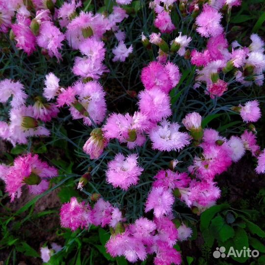 Многолетняя махровая гвоздика-зимостойкая