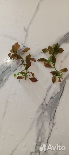 Аквариумная прополка