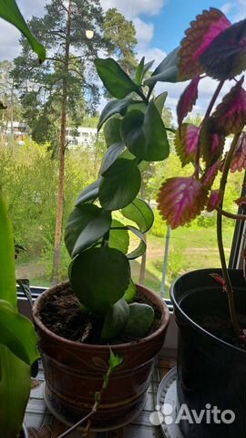 Каланхоэ блосфельда(лечебное)