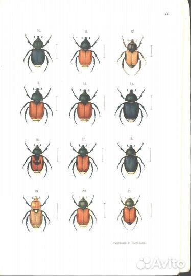 Краткие сведения о хлебном жуке и способы борьбы