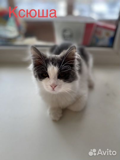 Котята в добрые руки