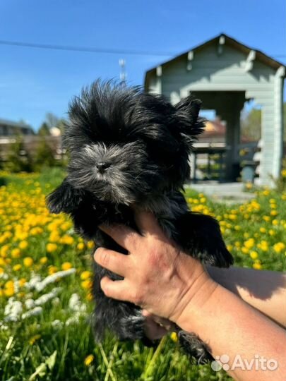 Цветной черный йорк девочка