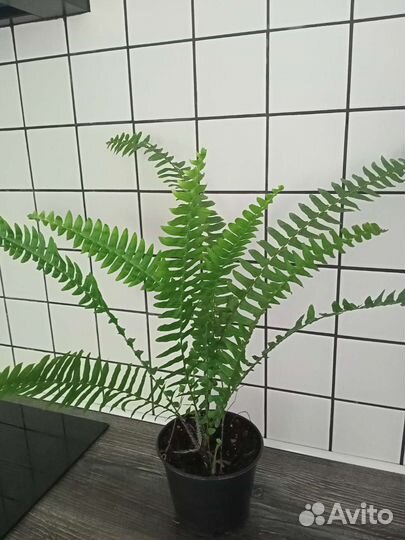 Нефролепис