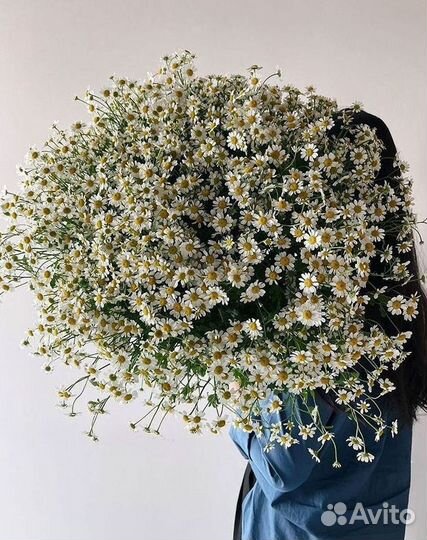 Цветы ромашки. Букеты ромашек. Цветы доставка