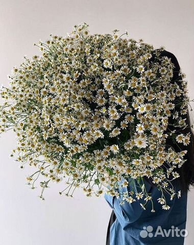 Цветы ромашки. Букеты ромашек. Цветы доставка