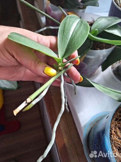 Орхидея фаленопсис Рауль. Детка на цветоносе. Срез