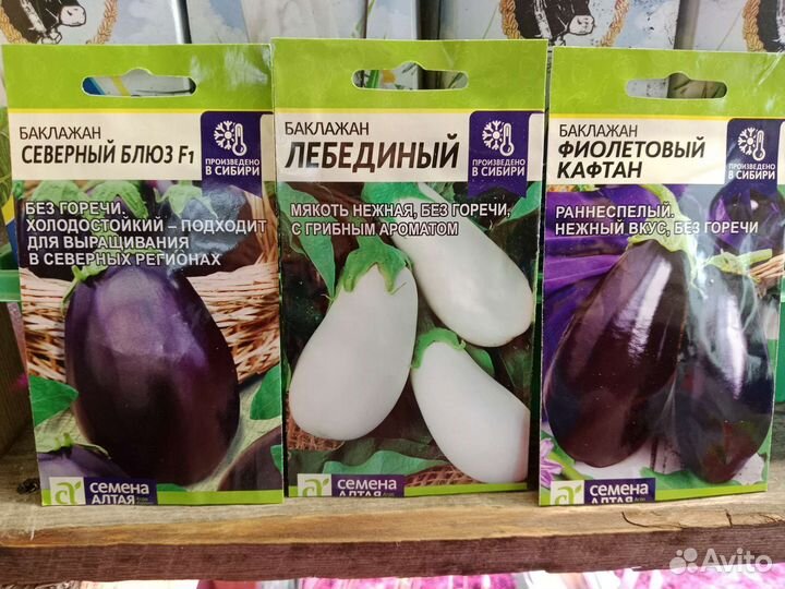 Рассада баклажан и перца