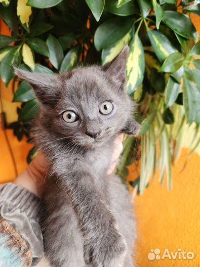 Котенок (мальчик)