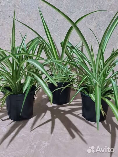 Комнатные цветы. Хлорофитум