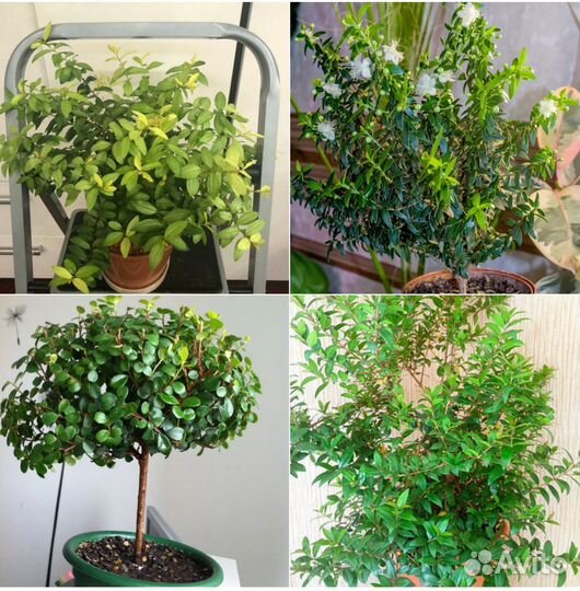 Комнатные растения