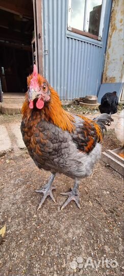 Петух маран