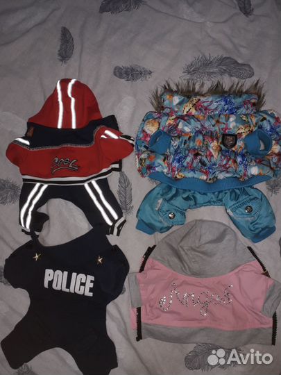 Одежда на Мини Тоя