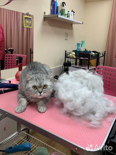 Экспресс линька собак и кошек