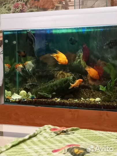 Продам аквариум с рыбками