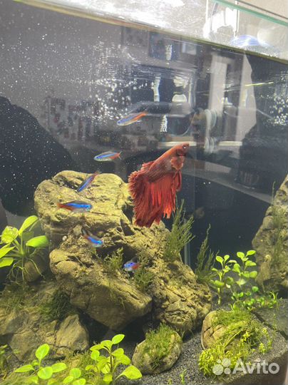 Аквариум Dennerle