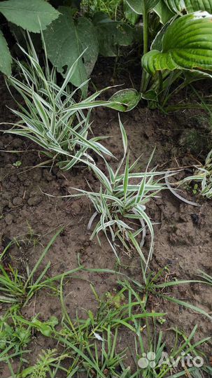 Бадан, фалярис,купена, бруннера