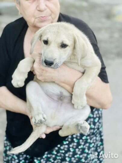 Помесь с лабродором в добрые руки