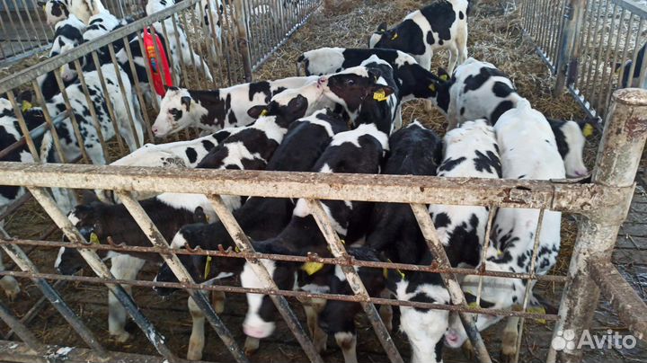 Бычки и телята