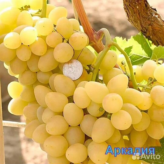 Саженцы винограда