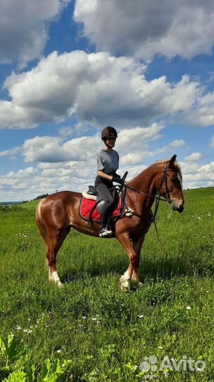Конная прогулка/тренировка