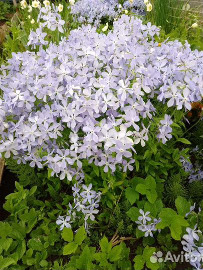 Додекатион, калужница махровая, флокс растопыреный